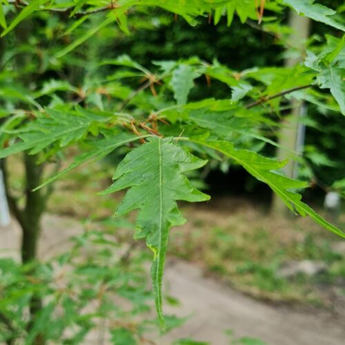 Jonge Varenbeuk | Laagstam