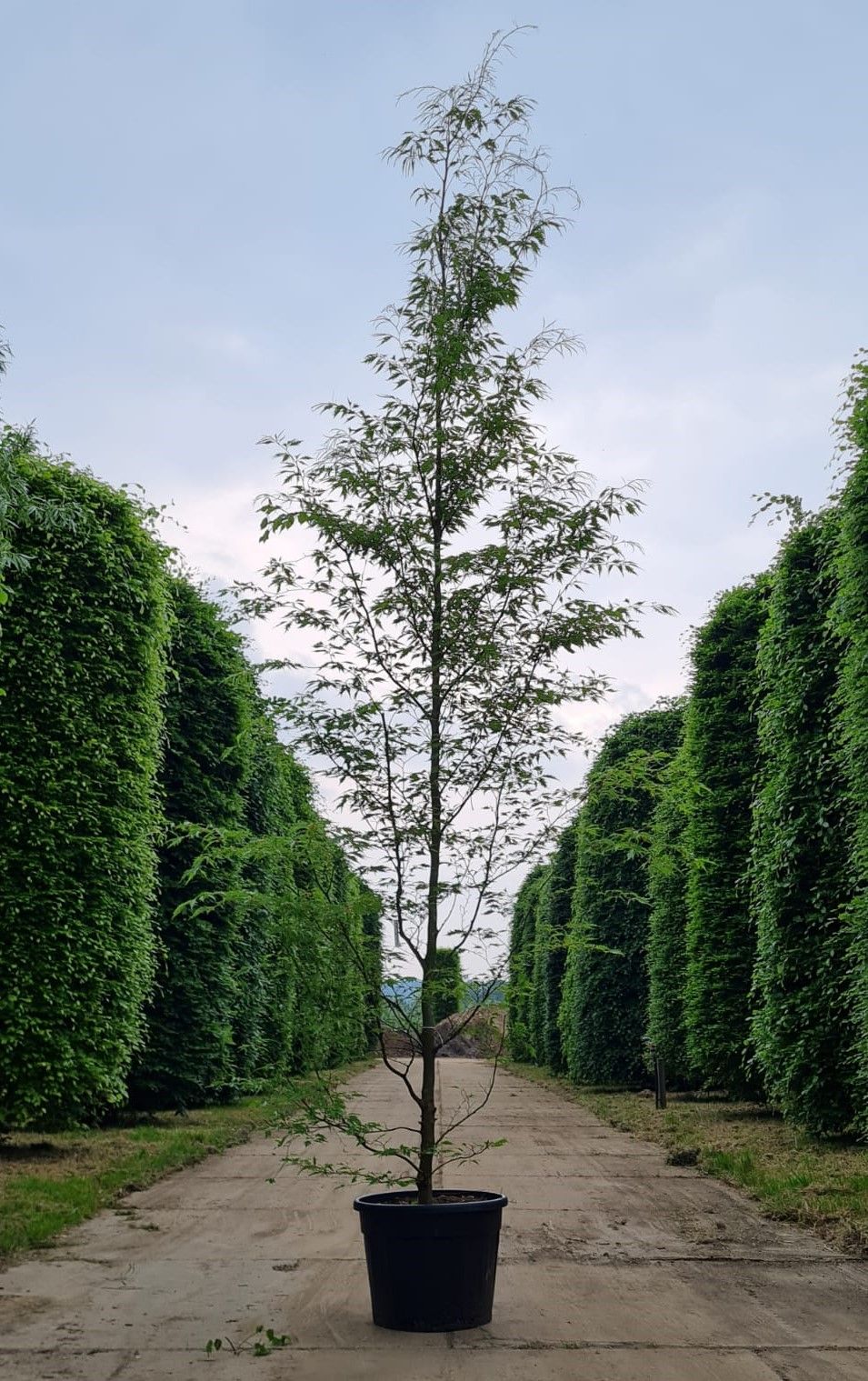 Jonge Varenbeuk | Laagstam