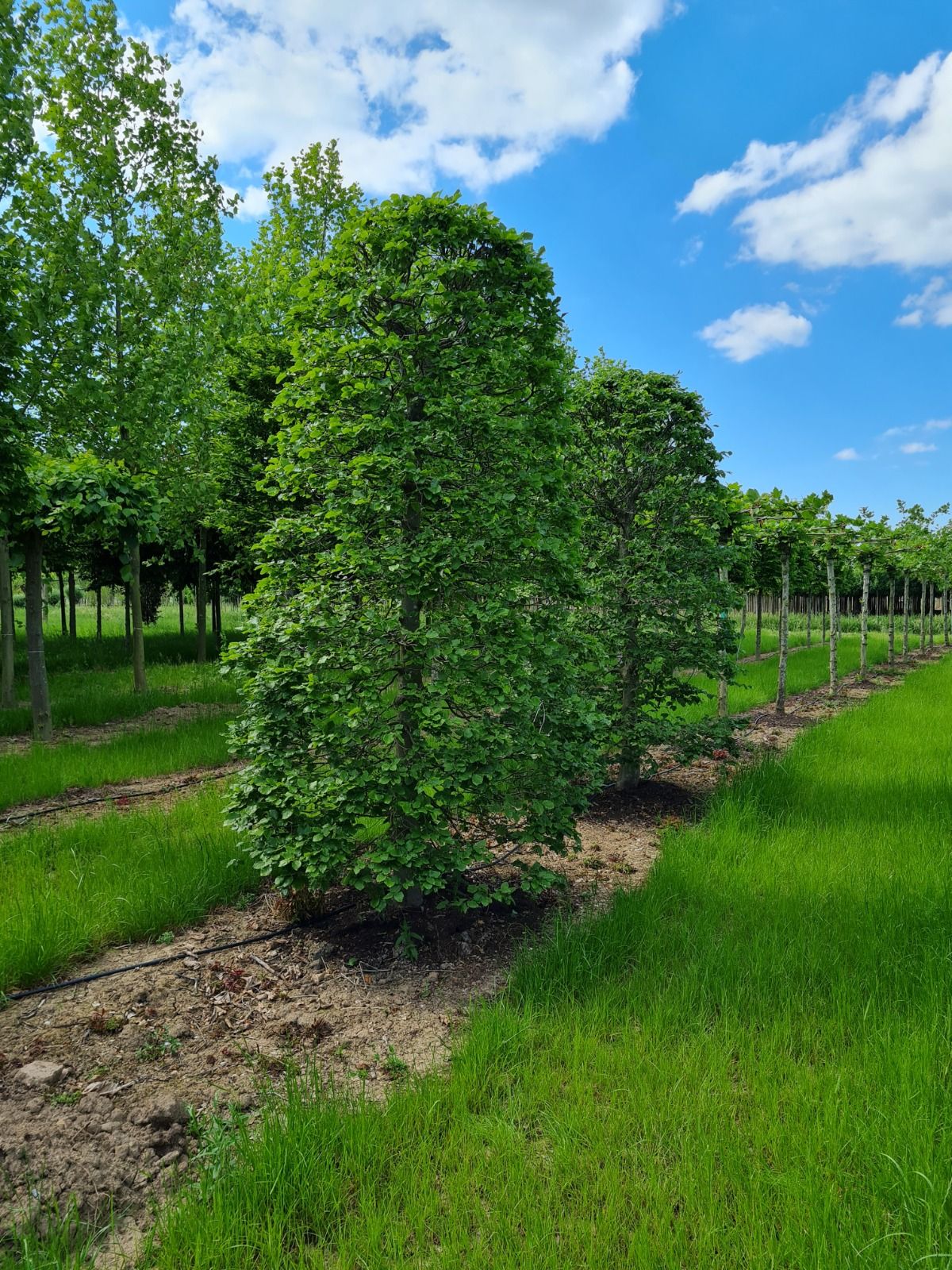 Volwassen Groene beuk | Bijenkorfvorm