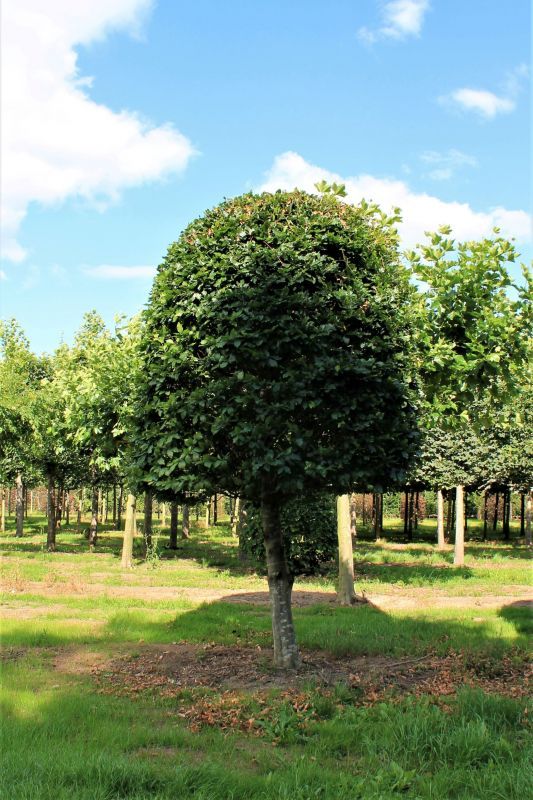 Volwassen Groene beuk | Bijenkorfvorm