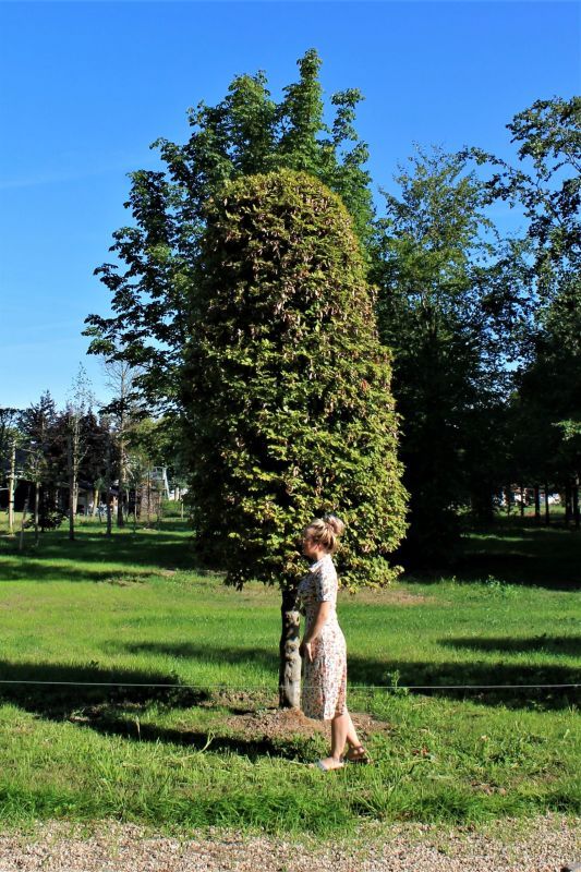 Jonge Groene beuk | Bijenkorfvorm
