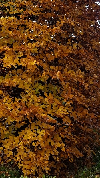Volwassen Groene beuk | Bijenkorfvorm
