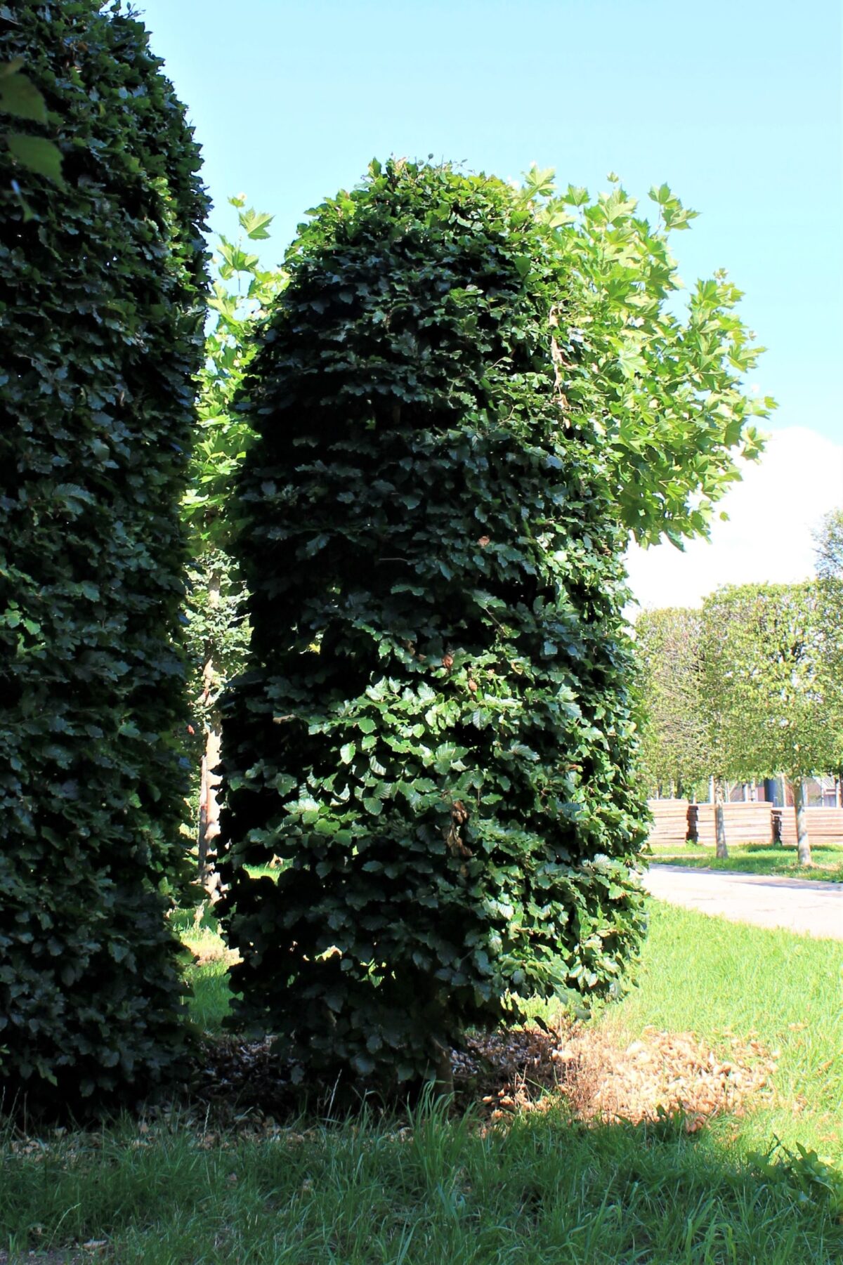 groene-beuk-bijenkorf Volwassen Groene beuk | Bijenkorfvorm halfstam