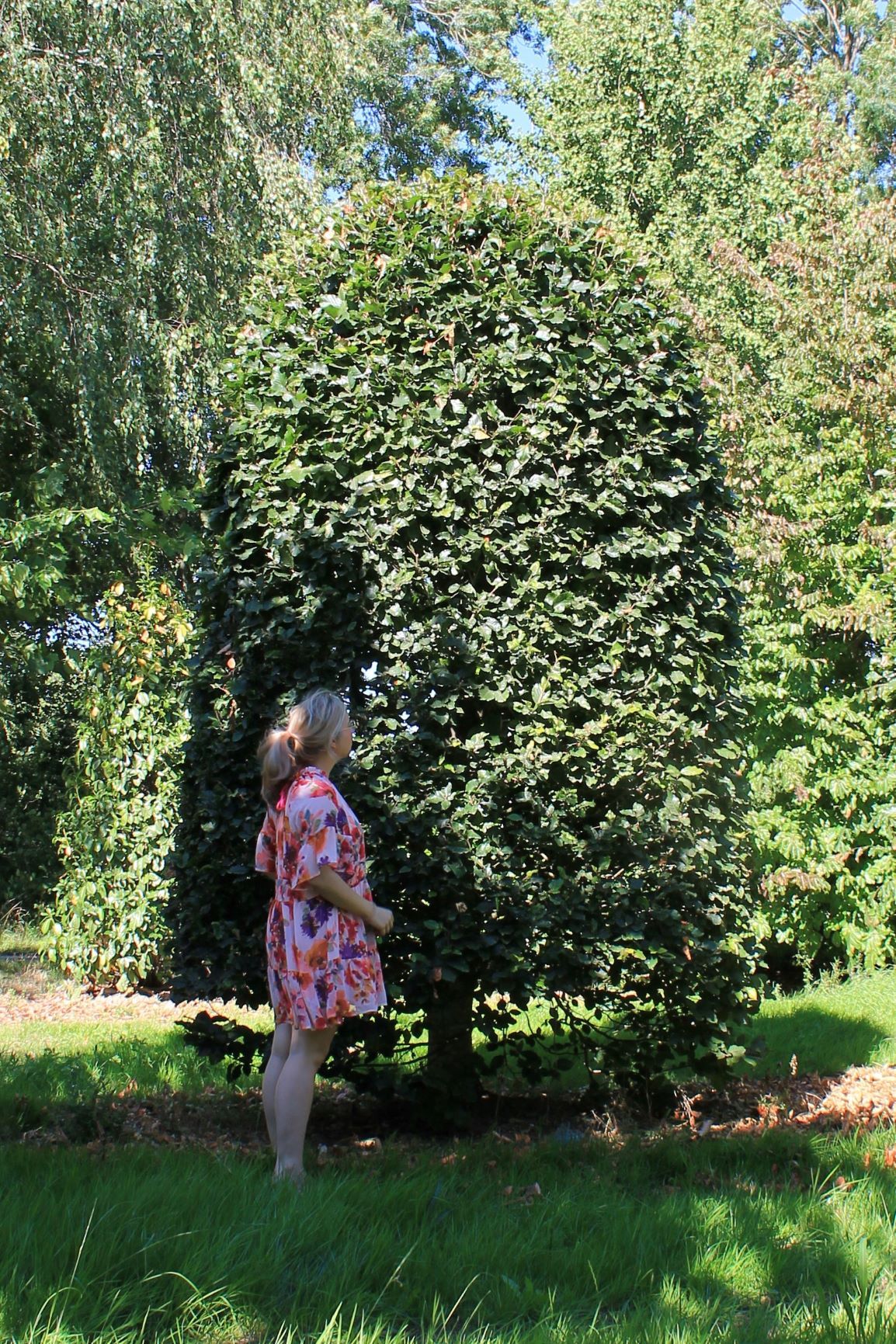 groene-beuk-bijenkorf Volwassen Groene beuk | Bijenkorfvorm halfstam