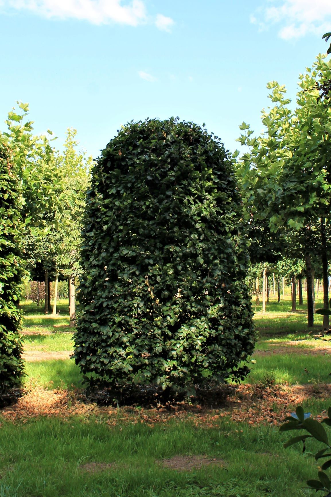 groene-beuk-bijenkorf Volwassen Groene beuk | Bijenkorfvorm halfstam