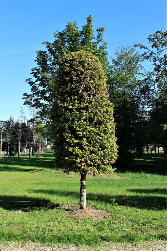 groene-beuk-bijenkorf Volwassen Groene beuk | Bijenkorfvorm halfstam