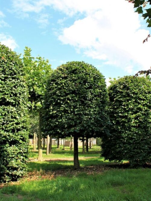 Groene beuk | Bijenkorfvorm op stam