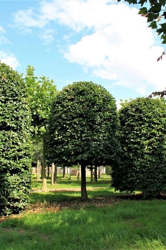 groene-beuk-bijenkorf Volwassen Groene beuk | Bijenkorfvorm halfstam