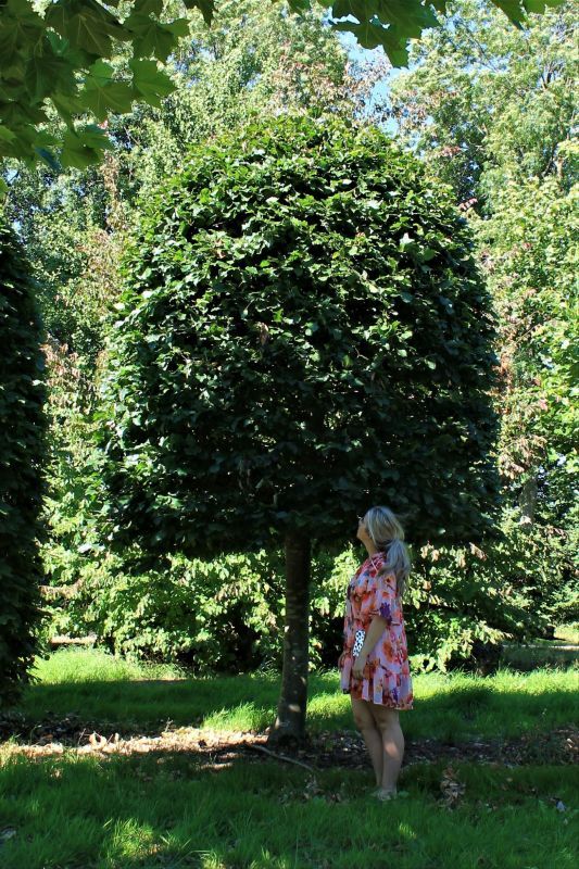 groene-beuk-bijenkorf Volwassen Groene beuk | Bijenkorfvorm halfstam