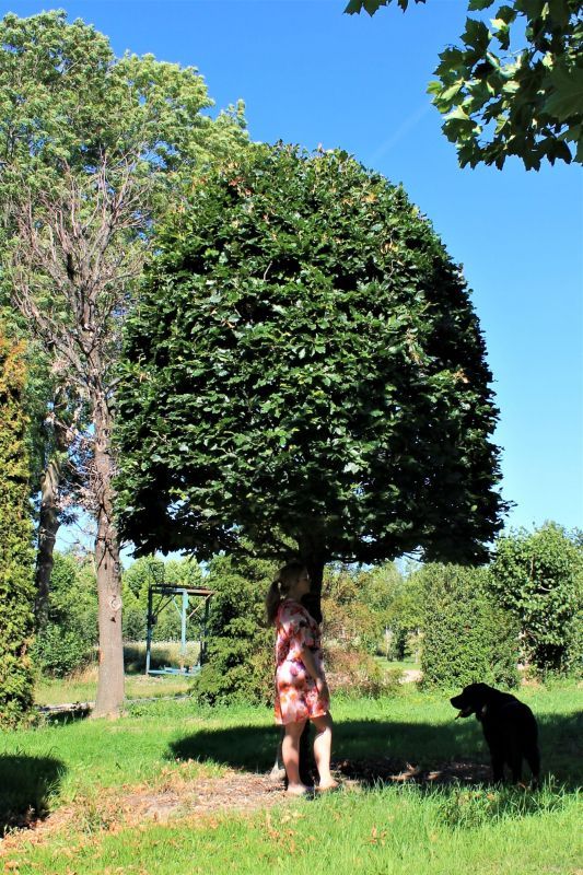 groene-beuk-bijenkorf Volwassen Groene beuk | Bijenkorfvorm halfstam