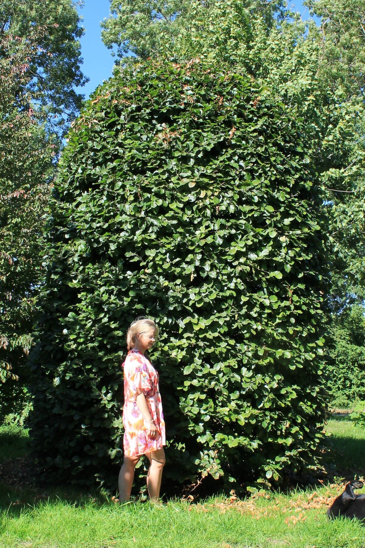 Volwassen Groene beuk | Bijenkorfvorm