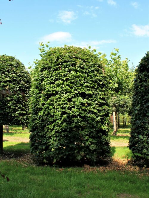 Groene beuk | Bijenkorfvorm
