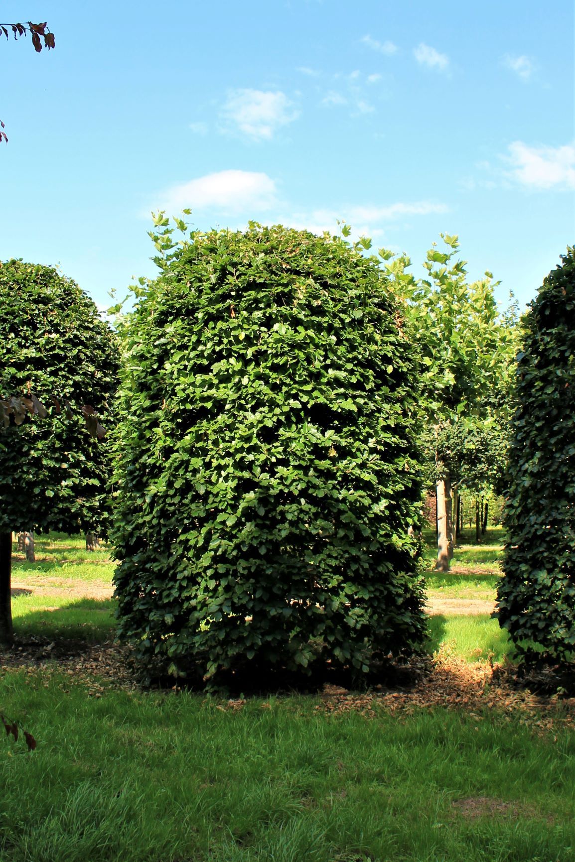 Volwassen Groene beuk | Bijenkorfvorm