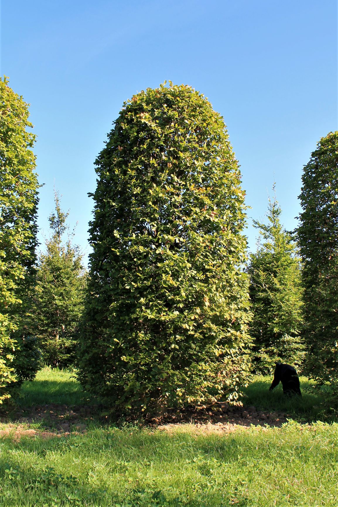 Volwassen Groene beuk | Bijenkorfvorm