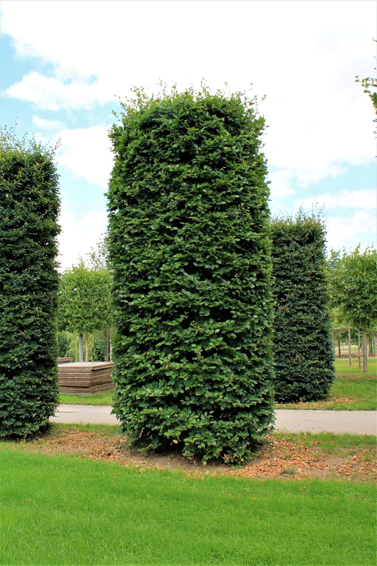 groene-beuk-cilindervorm Jonge Groene beuk | Pilaarvorm vierkant