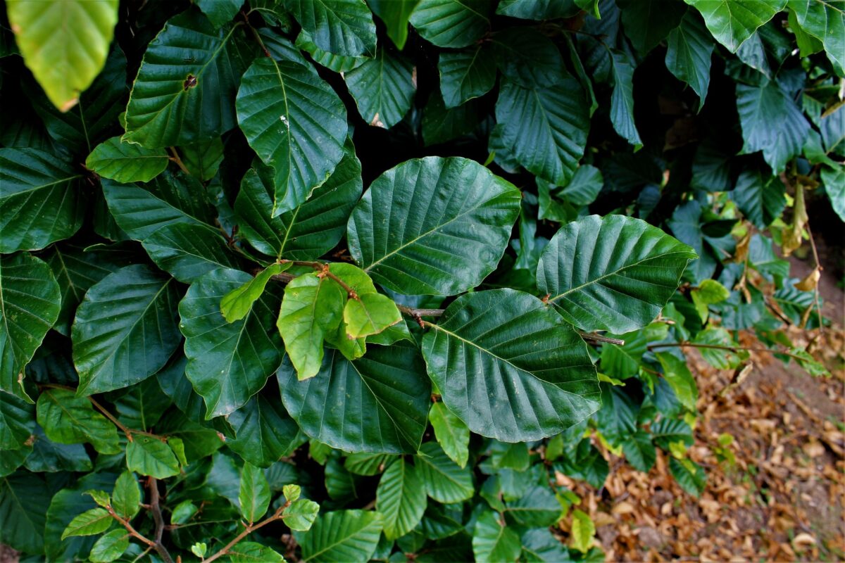 groene-beuk-cilindervorm Jonge Groene beuk | Pilaarvorm vierkant