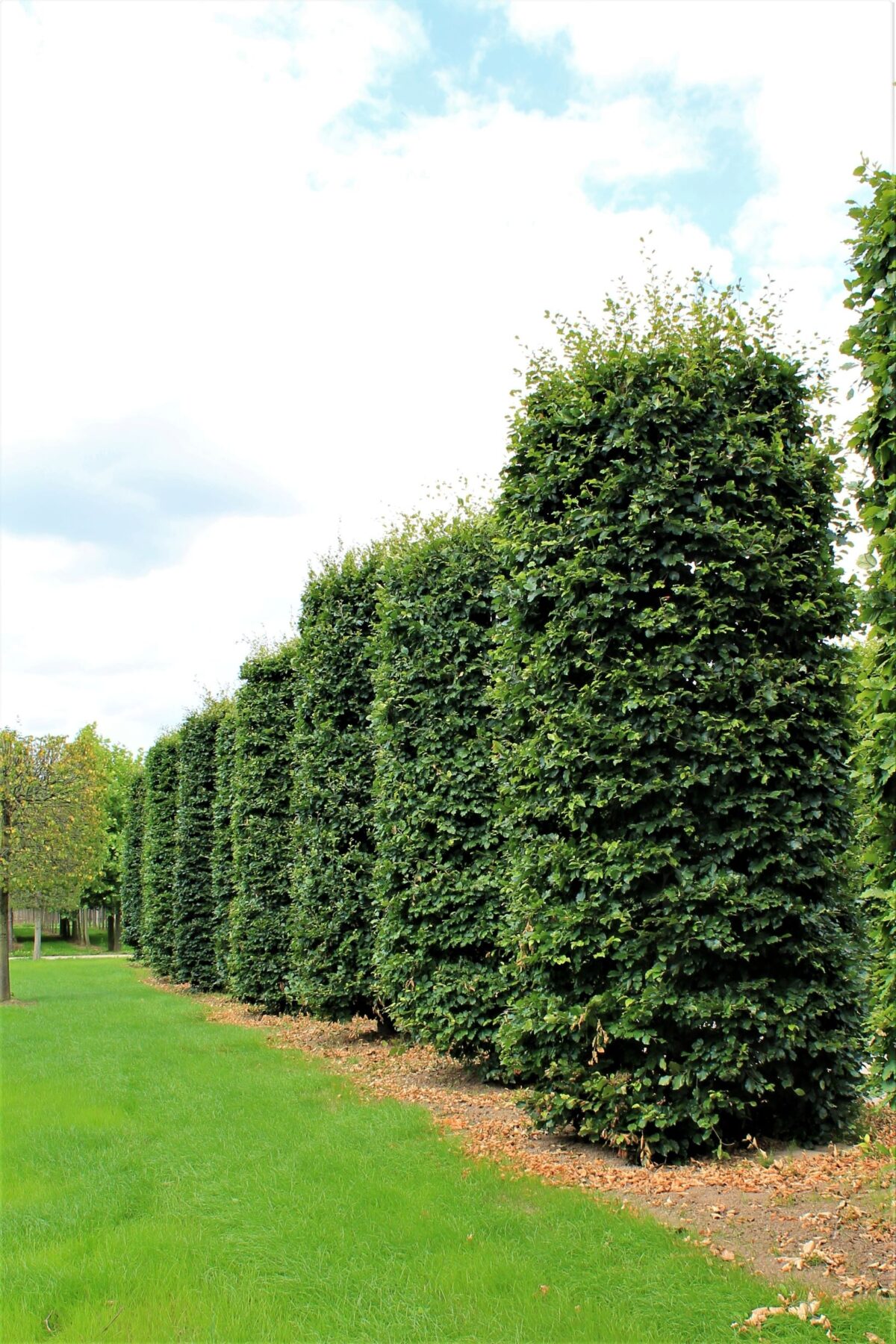 groene-beuk-cilindervorm Jonge Groene beuk | Pilaarvorm vierkant
