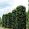 groene-beuk-cilindervorm Jonge Groene beuk | Pilaarvorm vierkant