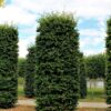 groene-beuk-cilindervorm Volwassen Groene beuk | Pilaarvorm rond