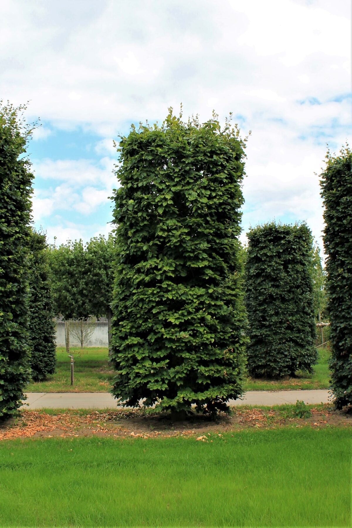 Jonge Groene beuk | Pilaarvorm rond