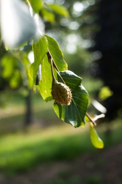 Volwassen Groene beuk | Pilaarvorm vierkant