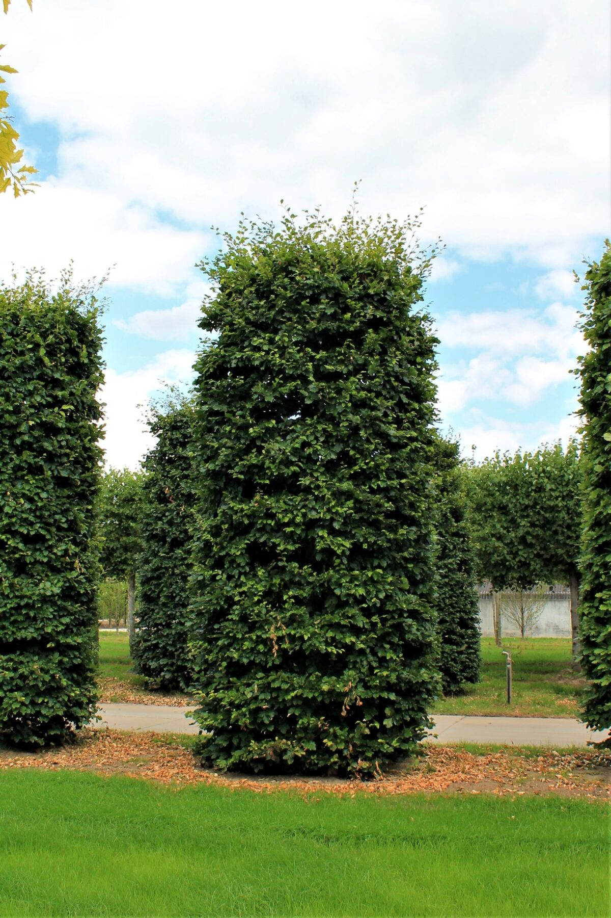 Volwassen Groene beuk | Pilaarvorm vierkant