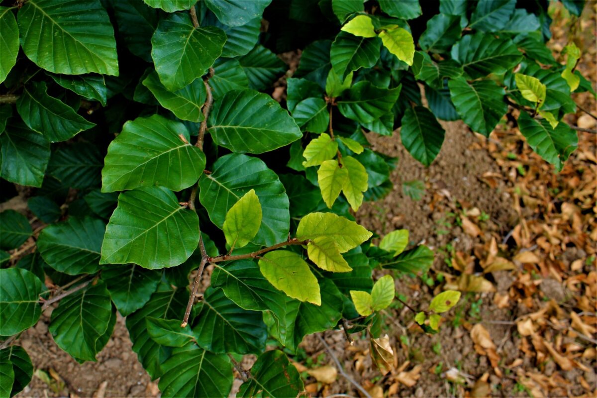 Volwassen Groene beuk | Pilaarvorm vierkant