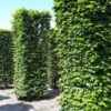 Volwassen Groene beuk | Pilaarvorm vierkant