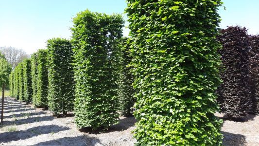 Volwassen Groene beuk | Pilaarvorm vierkant