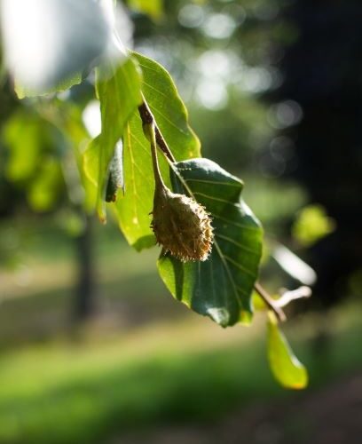 Volwassen Groene beuk | Pilaarvorm rond