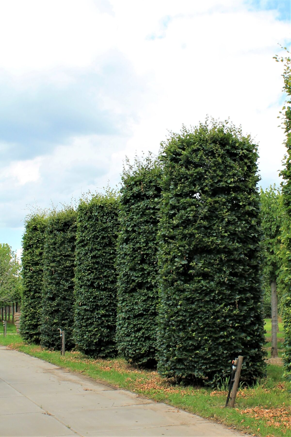 groene-beuk-cilindervorm Volwassen Groene beuk | Pilaarvorm rond