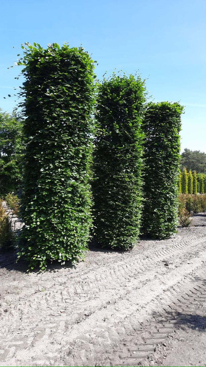 groene-beuk-cilindervorm Volwassen Groene beuk | Pilaarvorm rond