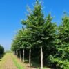 Volwassen Groene beuk | Hoogstam