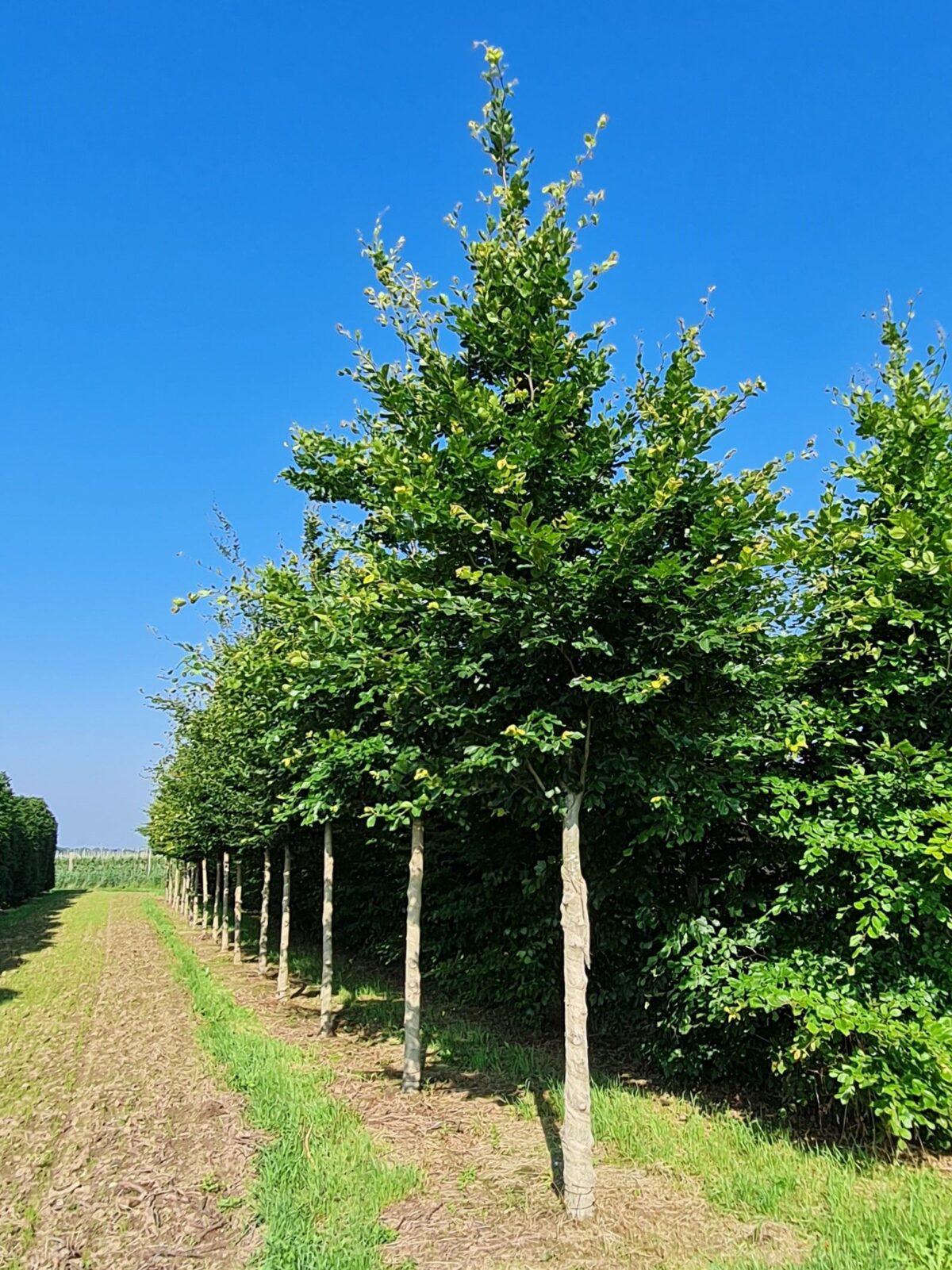 Volwassen Groene beuk | Hoogstam