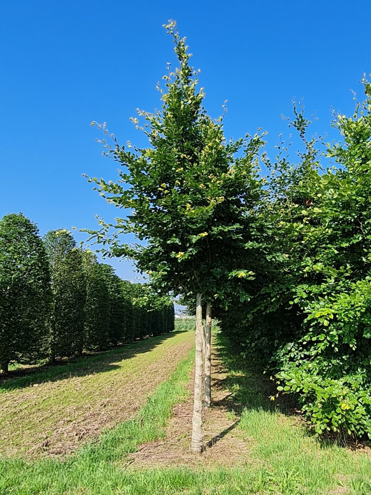 Volwassen Groene beuk | Hoogstam