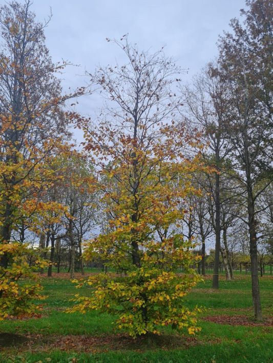 Volwassen Groene beuk | Hoogstam