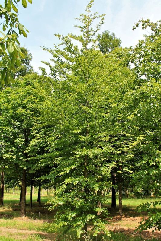 Volwassen Groene beuk | Hoogstam