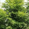 Volwassen Groene beuk | Hoogstam
