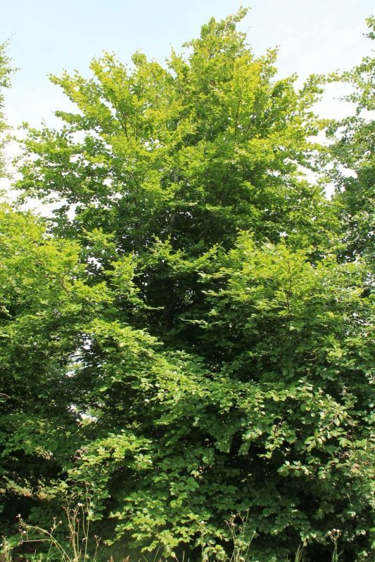 Volwassen Groene beuk | Hoogstam