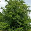 Volwassen Groene beuk | Hoogstam