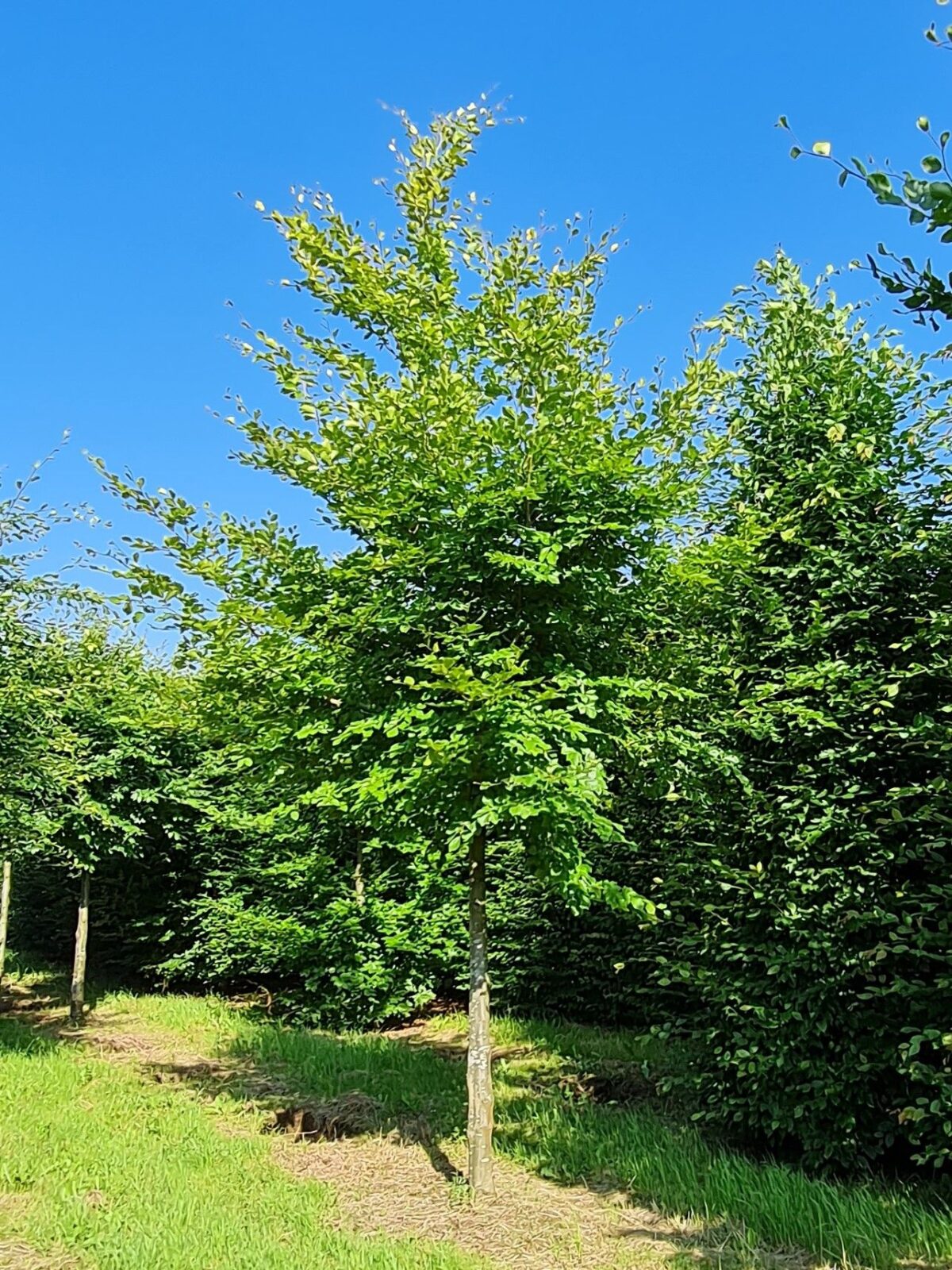 Jonge Groene beuk | Laagstam