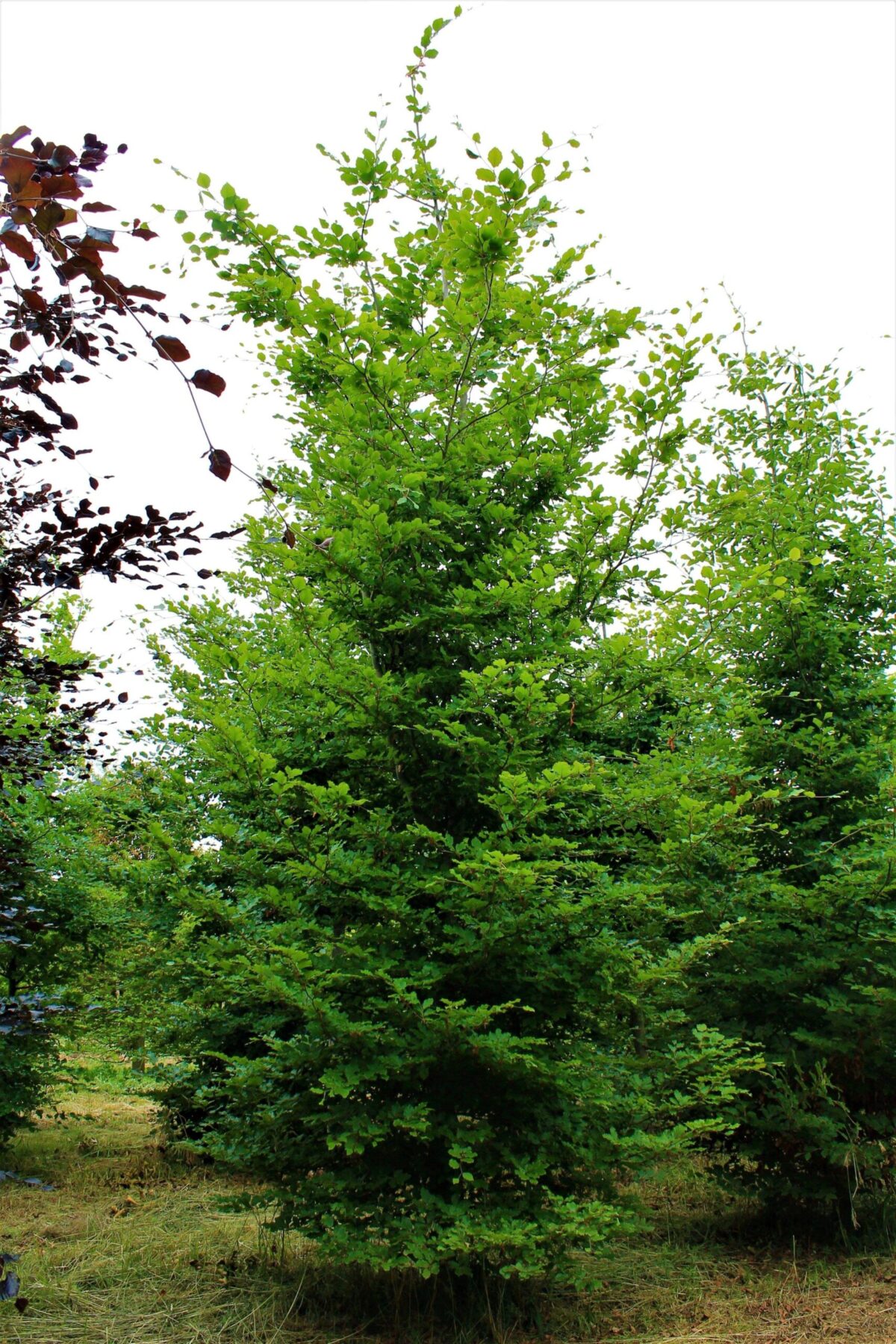 Groene beuk | Laagstam