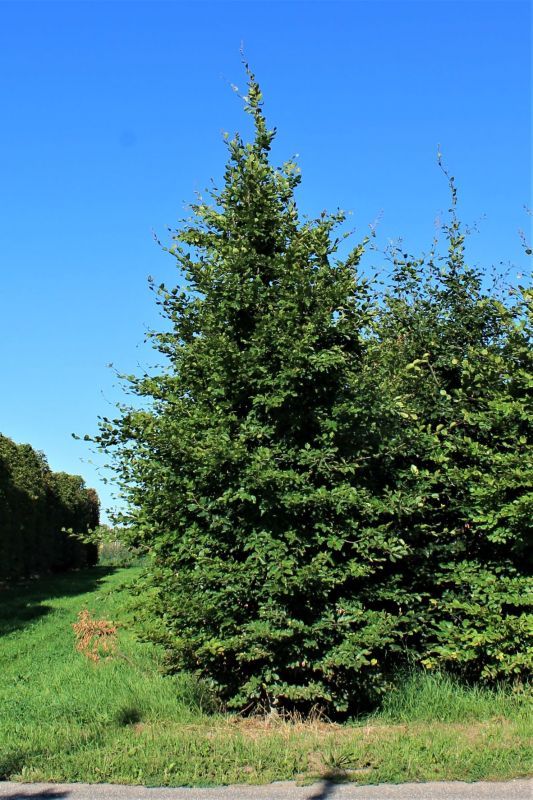 Jonge Groene beuk | Laagstam