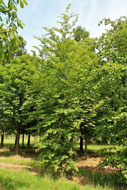 Jonge Groene beuk | Laagstam