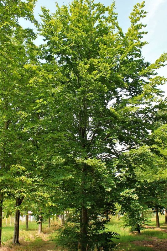 Jonge Groene beuk | Laagstam