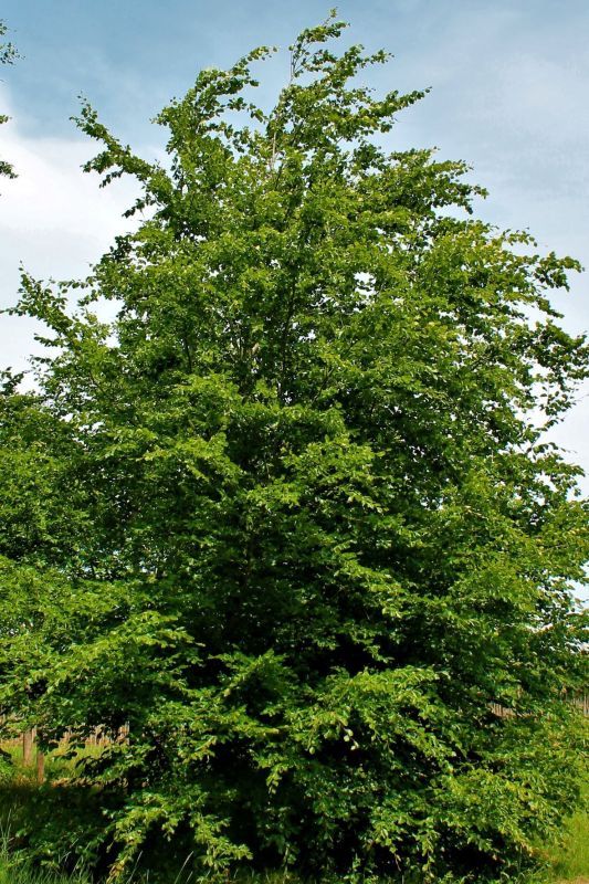 Jonge Groene beuk | Laagstam