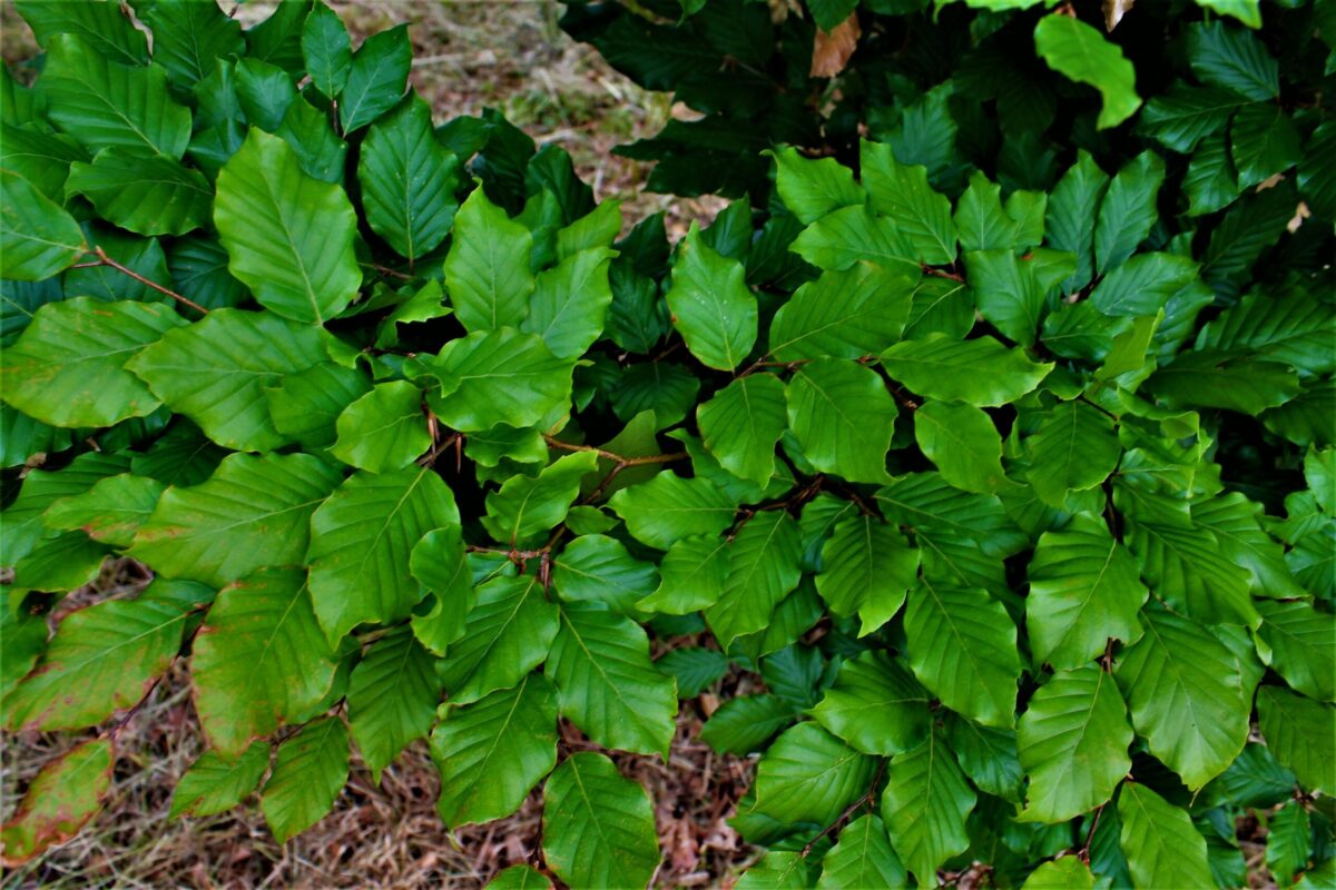 Groene beuk | Laagstam