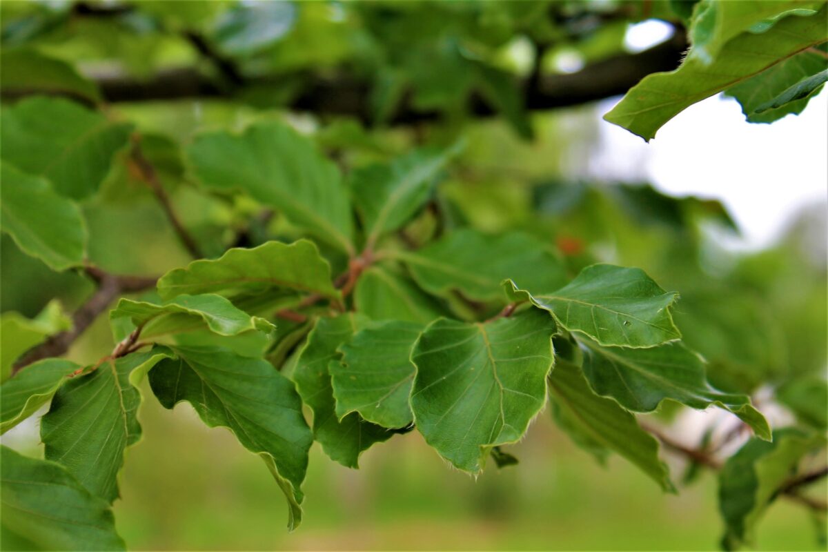 Volwassen Groene beuk | Laagstam