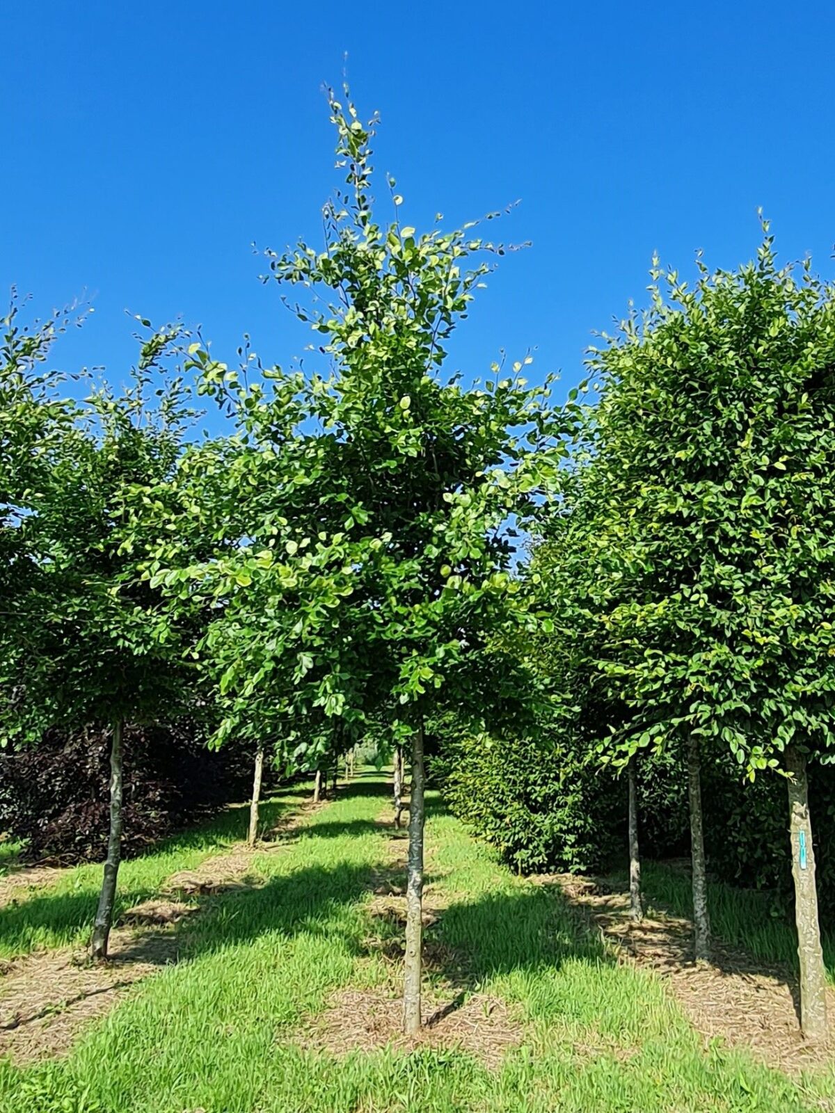 Volwassen Groene beuk | Laagstam