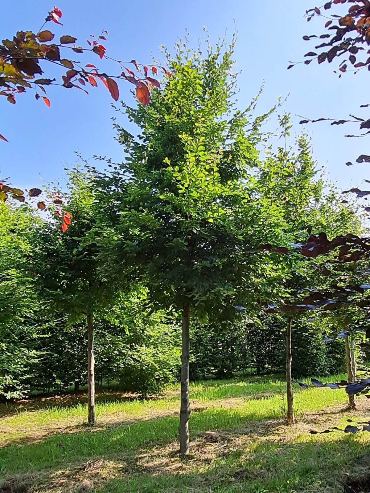 Volwassen Groene beuk | Laagstam